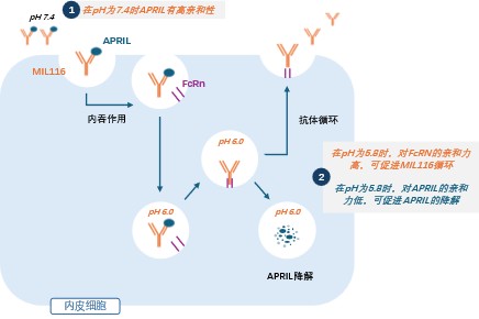 1764670082132235.jpg MIL116.jpg